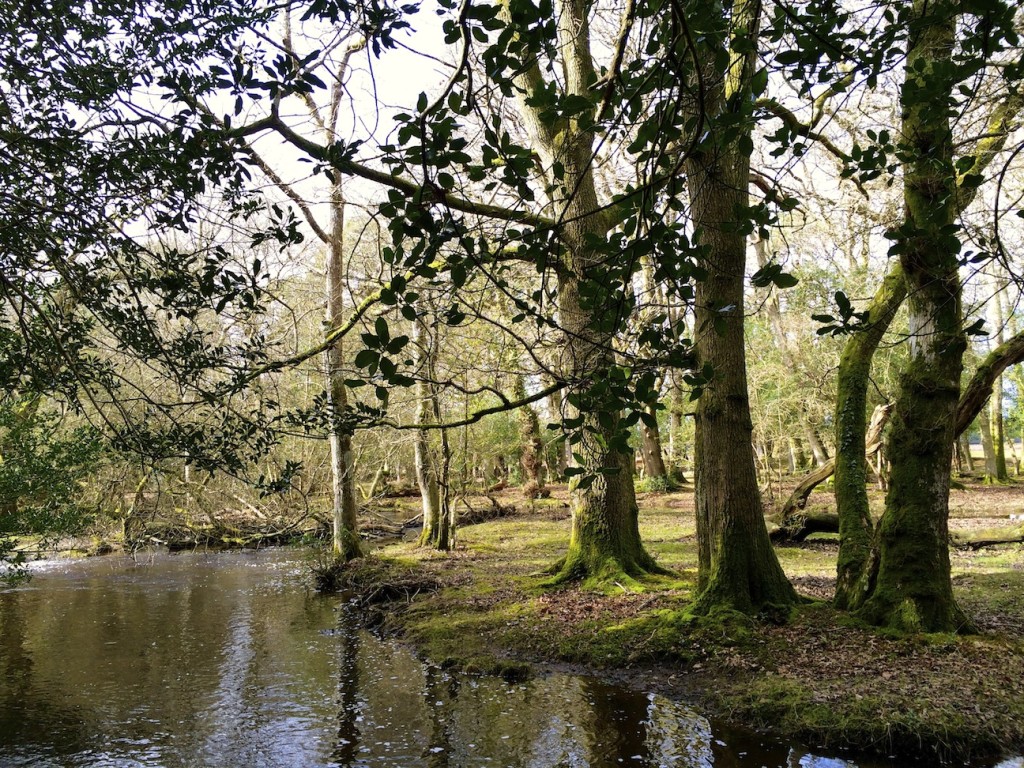 NewForestStream