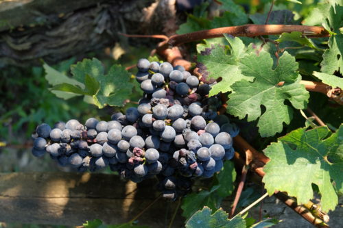 Merlot grapes